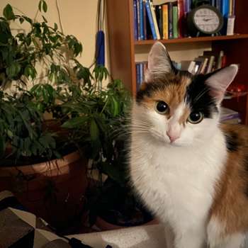 Vorschau von Mobile Tierarztpraxis Dr. Steffi Emmelmann