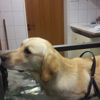 Preview of Modrei Karla Dr.med.vet. Tierärztin