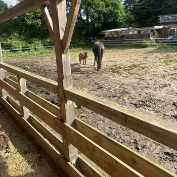 Vorschau von Tierärztliche Praxis für Pferde Gerret Bruhn
