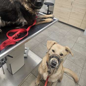 Vorschau von Tierarztpraxis Schlupp Dr.med.vet.