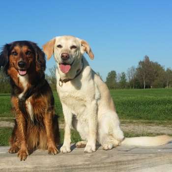 Vorschau von Tierärzte Pfaffenhausen