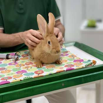 Vorschau von Tierarzt Dr. med. vet. Roland Tammer, Kleintierpraxis