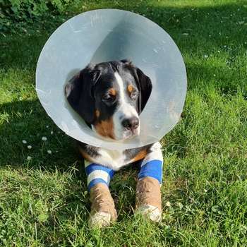 Preview of Kleintier Tagesklinik Dr. Zeißler