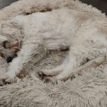 Vorschau von Tierärztin Monika Bethke, Hunde-Darmcheck