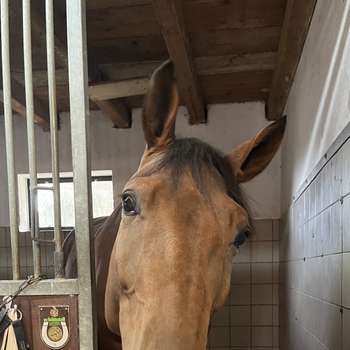 Preview of Tierärztliche Klinik für Pferde Wolfesing