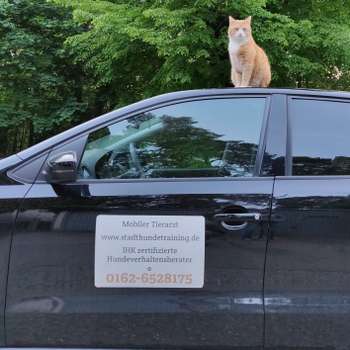 Vorschau von Mobile Tierarztpraxis Brit von Plettenberg