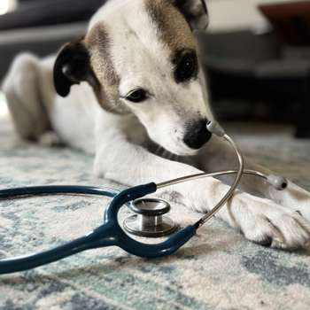 Preview of Tierarztpraxis Dr. med. vet. Laura Oelker
