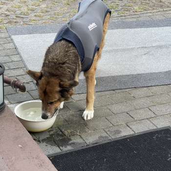 Vorschau von Kirsten Garling Tierärztin