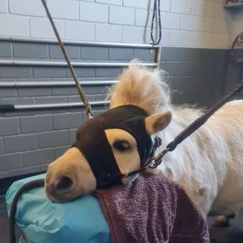 Vorschau von Dr.med.vet. Sophie Koppe Tierärztin