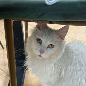 Vorschau von Dr. Diana Sautter