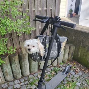 Vorschau von Brigitte Roscher-Ferstl Tierärztin