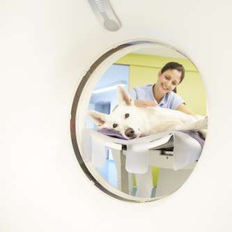 Preview of Tierklinik Kellerwessel in Köln - Tierärztliche Klinik mit 24h Notdienst