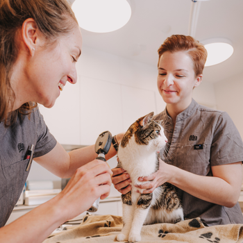 Vorschau von filu Tierarztpraxis Winterhuder Weg - Allgemein- und Notfallmedizin