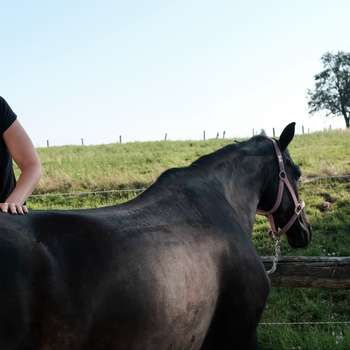 Preview of Equisana - Mobile Pferdepraxis & Veterinärchiropraktik Mag.med.vet. Daniela Kaltenböck
