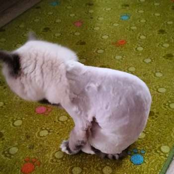 Vorschau von Täuber A. Dr.med.vet.