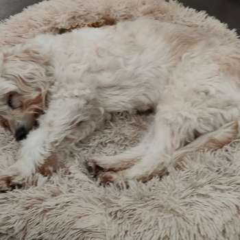 Vorschau von Tierärztin Monika Bethke, Hunde-Darmcheck