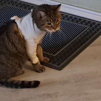 Vorschau von Wust Heike Dr. med. vet.