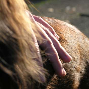 Vorschau von Veterinär-Chiropraktik Anne Pradel _ Ganzheitliche Tiermedizin für Pferde