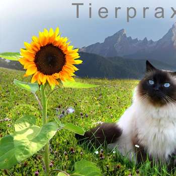 Vorschau von Dr. Naranjo Tierpraxis Ainring