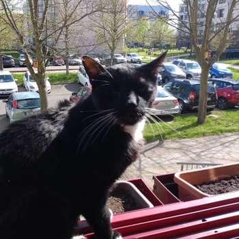 Vorschau von Tierarztpraxis für Katzen- und Verhaltensmedizin Dr. Katja Oelmann