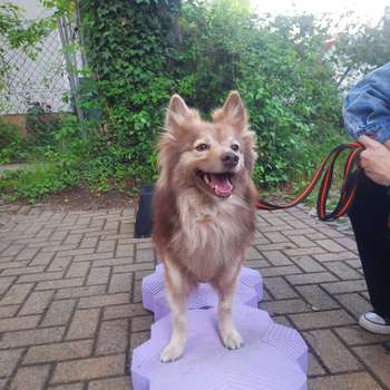 Vorschau von NeuroVetMove