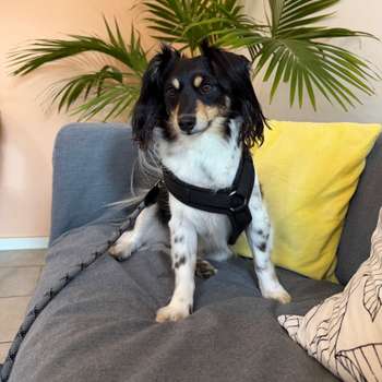 Vorschau von Dr.med.vet. Antje Zeller Tierärztin