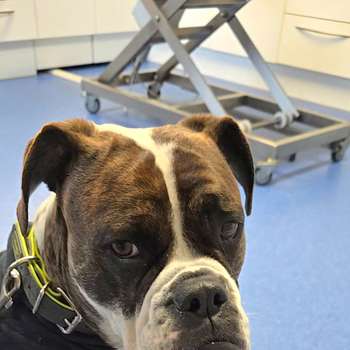 Vorschau von Dr. med. vet. Boris Sülzle