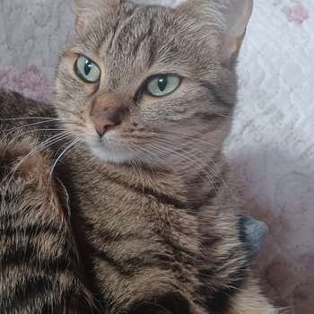 Vorschau von Dr.med.vet. Gabriela Bleßmann, ganzheitliche Tierarztpraxis