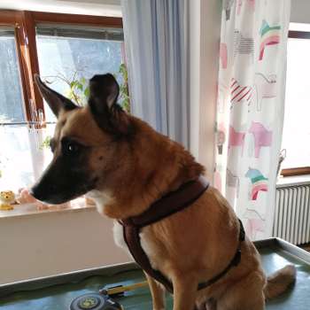 Vorschau von Dr.med.vet. Ines Liebl Tierärztin
