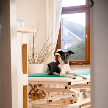 Vorschau von Djurens Dal - Tierphysiotherapie