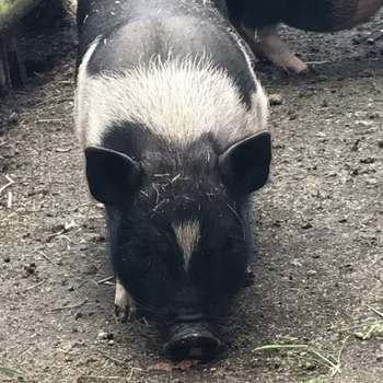 Vorschau von Tierarztpraxis Abbensen