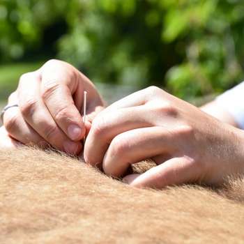 Vorschau von Tierarztpraxis für Akupunktur Katharina Inerle