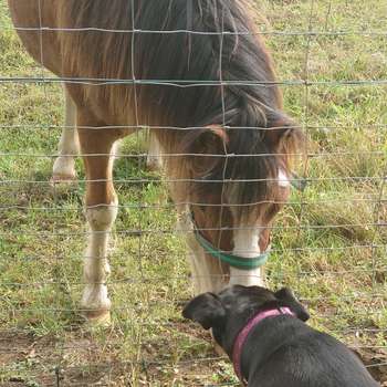 Vorschau von Osteopathie für Pferd und Hund - Anne Köhler