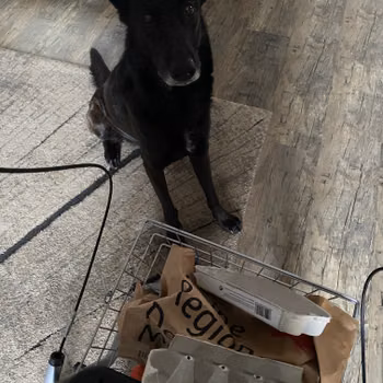 Vorschau von Dr.med.vet. Anne Rickert