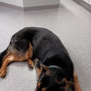 Vorschau von Tierklinik Lüneburg