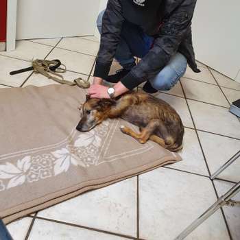 Vorschau von Tierarztpraxis Tiemann