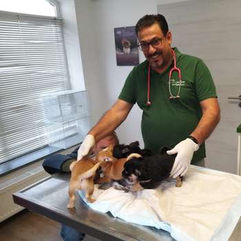 Vorschau von Ilztal Vet Tierärztliche Praxis für Groß und Kleintiere