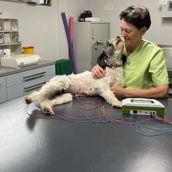 Vorschau von Dogs Aqua fit - Tierphysiotherapie Damme