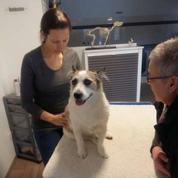 Vorschau von Praxis für Tierphysiotherapie & Hundesalon Osterode