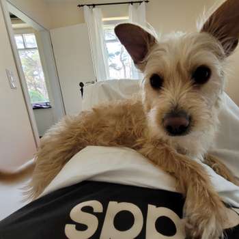 Vorschau von Tierarztpraxis Maria Dombeck