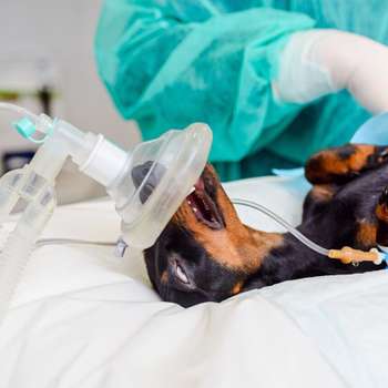 Vorschau von Kleintierpraxis Dr. med. vet. Kallweit