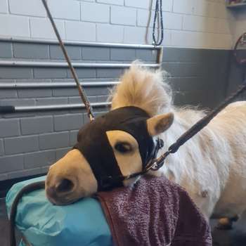 Vorschau von Dr.med.vet. Sophie Koppe Tierärztin
