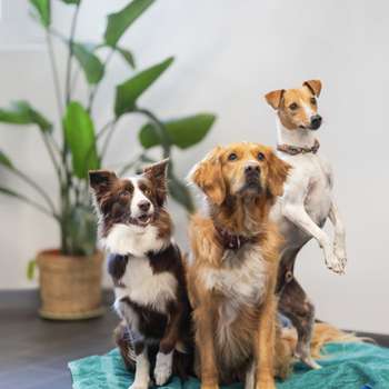 Vorschau von Zentrum für ganzheitliche Tiergesundheit, Tierarzt Gevelsberg