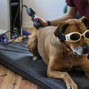 Preview of ALL HANDS ON DOGS