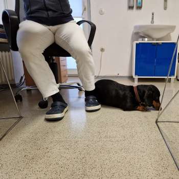 Vorschau von Dr.med.vet. Peter Dirscherl Tierarzt