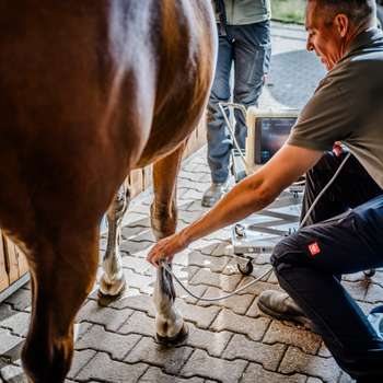 Vorschau von Das Tierarztpraxis Team Dr. Michael Müller - Kleintiere & Pferde