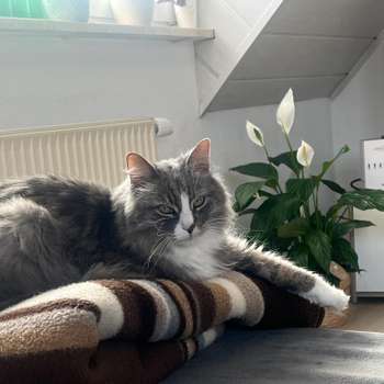 Vorschau von TAP Tierarztpraxis in Kitzingen