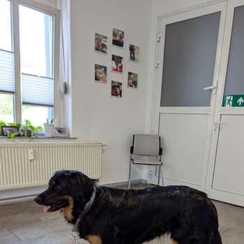 Vorschau von Dr. Antje Trogisch, Fachtierärztin für Klein-und Heimtiere/ Kardiologie