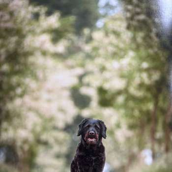 Vorschau von Hund Katze Herz Claudia von Ruffer Tierarztpraxis für kardiologische Untersuchungen