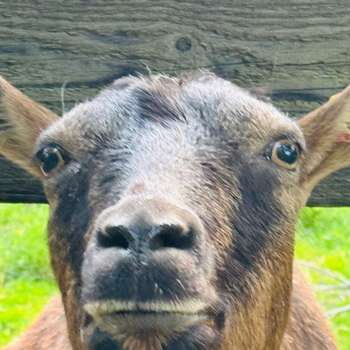 Vorschau von Tierarztpraxis Tegtmeyer - für Großtiere